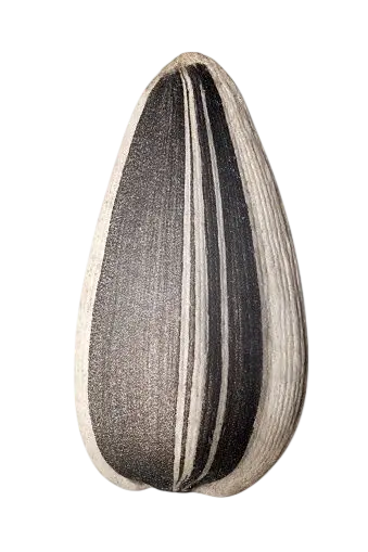 Sunflower Seeds Bulk Supply UAE