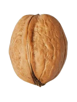 Fresh Walnuts Import Export Dubai UAE