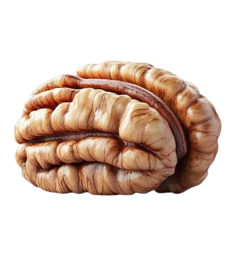 Shelled Pecan Nuts Import Export UAE