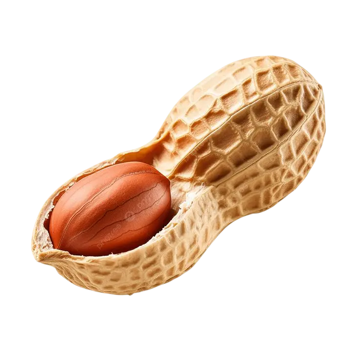 Fresh Peanuts Import Export Dubai